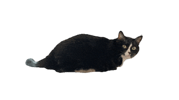 Animated Sticker