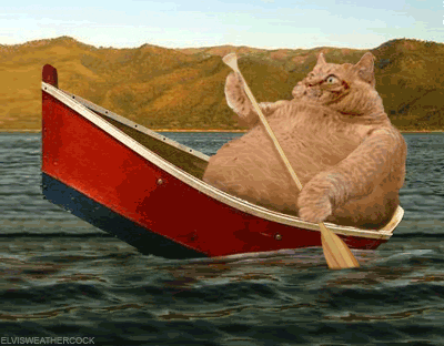Cat Canoe GIFs - Get the best GIF on GIPHY