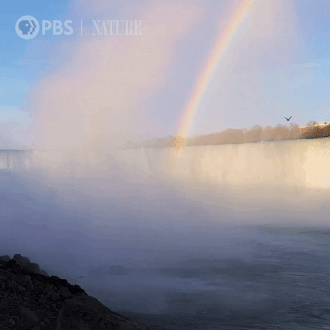 Explore Pbs Nature GIF by Nature on PBS