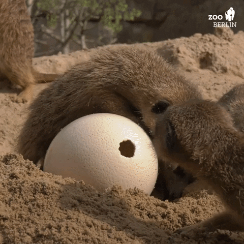 Easter Egg GIF by Zoo Berlin