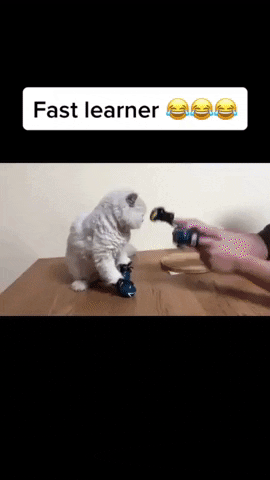 LikeeUS memes kitten learner GIF