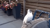 Cockatoo Dances With Teaspoon in Her Mouth