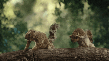 Keep America Beautiful GIF