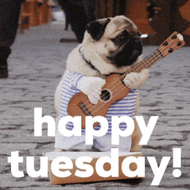 Tuesday Morning Dog GIF by Sealed With A GIF