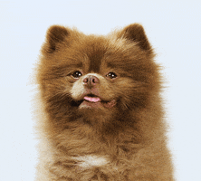 Dog Smile GIF by Bertie The Pom