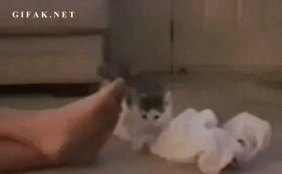 giphy.gif?cid=790b761130a0fe668677297c4e