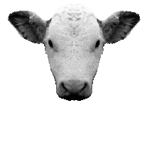 Go Vegan Sticker by Projekt Lebenslänglich