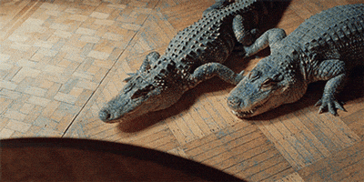 Dreams Alligator GIF by A24