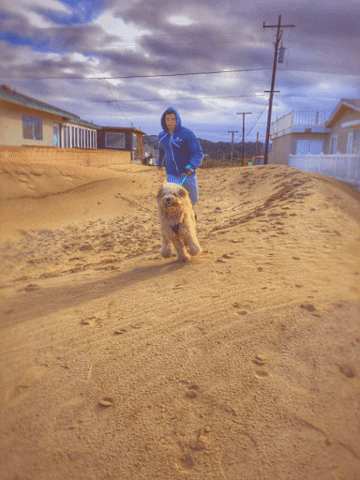 Dog Beach GIF by The Mission