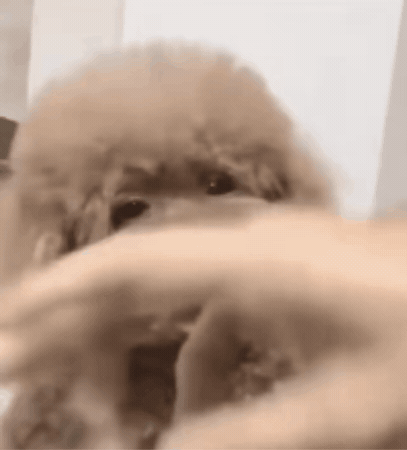 Puppy I Dont Understand GIF by DJ CHIMO BAYO