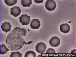 cells GIF
