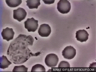 Phagocyte GIFs - Get the best GIF on GIPHY Phagocyte GIFs - Get the best GIF on GIPHY