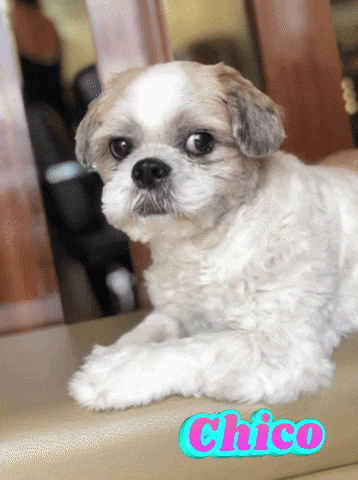 Chico Utoy GIF by Unlimited Books PH