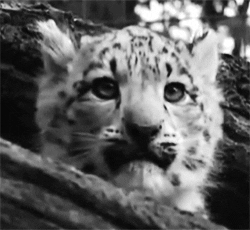 snow leopard baby GIF