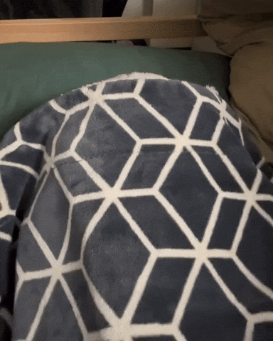 Dog Puppy GIF
