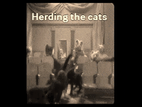 Herding-cats GIFs - Get the best GIF on GIPHY