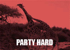 drunk giraffes GIF