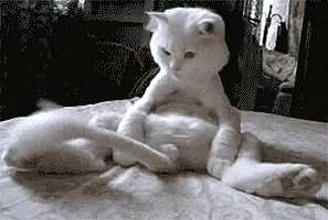 Cat Time GIF