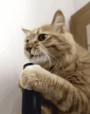 Its International Cat Day Post a funny cat GIF