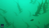 Scuba Diver Enjoys 'Special Day' With Hammerhead Sharks