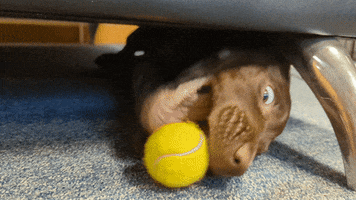 Play Time Dog GIF by Wired Productions