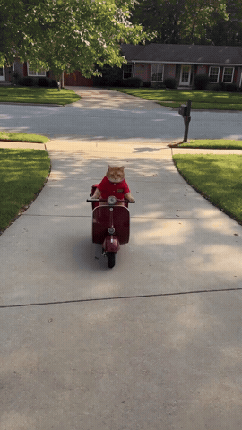 Cat GIF