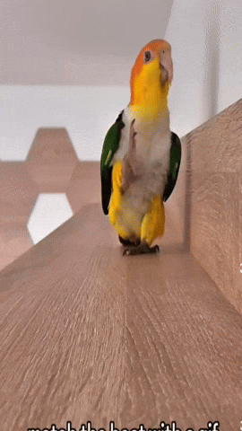 Cool Bird Showrun GIF