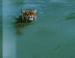 tiger swimming GIF