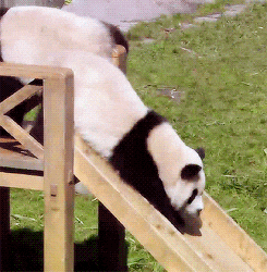 sliding panda bear GIF