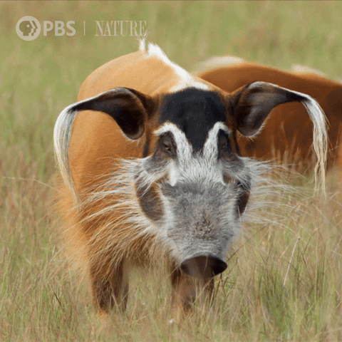 Wildlife Hog GIF by Nature on PBS