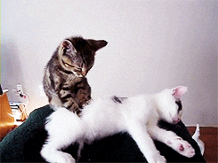 Kitties Cute Cats GIF - Find & Share on GIPHY