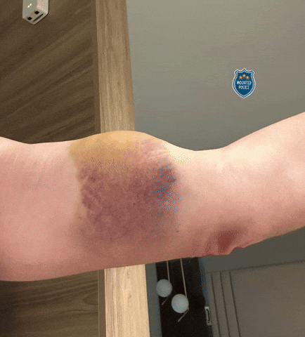 Jensen Horse GIF by Billy Jensen