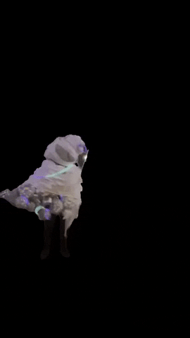 Fillmore GIF by Meow Wolf