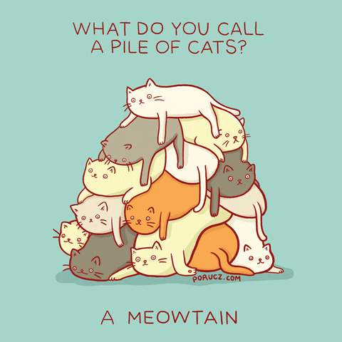What do you can a pile of cats?