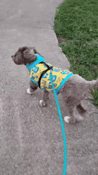 Dog Walk Gifs Get The Best Gif On Giphy Dog Walk Gifs Get The Best Gif On Giphy