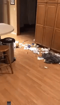 Dog Is the Picture of Remorse After Trashing Kitchen