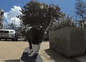 Cat Skateboarding GIF
