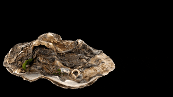 National Oyster Day GIF