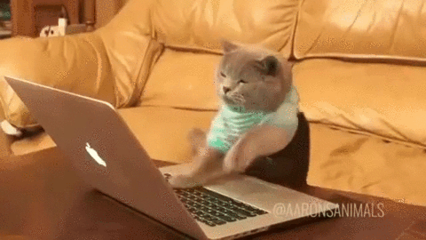 A cat typing on a keyboard.