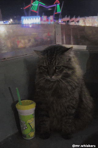 Cat Meme GIF