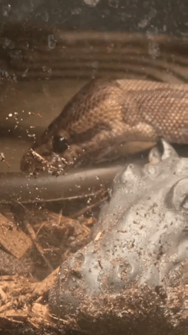 Snake GIF
