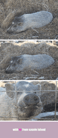 porky pig GIF