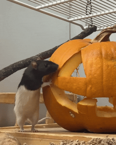 Halloween Pumpkin GIF by Valley Zoo Development Society