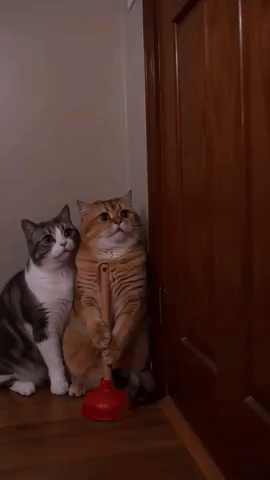 Cats GIF