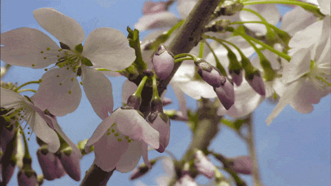 giphy.gif?cid=790b7611c72b188c81506de4ba677847526cccc2454132f8&rid=giphy.gif&ct=g