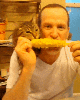 Comiendo maíz en la mazorca GIF - Find & Share on GIPHY