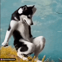 Dance Dancing Husky GIF