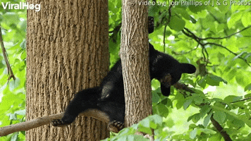 Little Bear Cub Fighting Sleep GIF by ViralHog