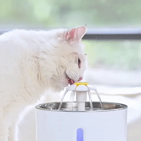 Cat Fountain GIF