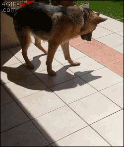 dog shadow GIF